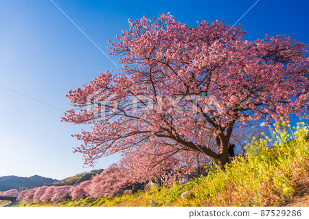 (靜岡縣)南伊豆町南之櫻夜景 (靜岡縣)南伊豆町南之櫻夜景 87529286