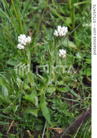 Anaphalis nicolor var. Kok Anaphalis nicolor var. Kok 87529478