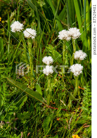 Anaphalis nicolor var. K,菊科,在中國青海省達拉格縣茶浪寺開花 Anaphalis nicolor var. K,菊科,在中國青海省達拉格縣茶浪寺開花 87529481