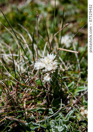 Anaphalis nicolor var. Kokor Anaphalis nicolor var. Kokor 87529482