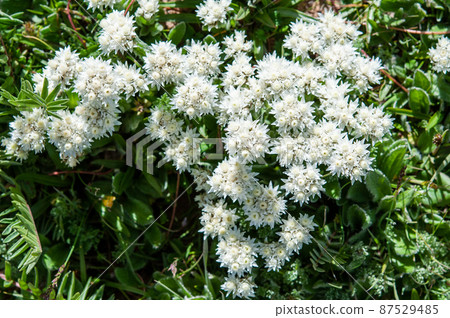 Anaphalis nicolor var. Kokor Anaphalis nicolor var. Kokor 87529485