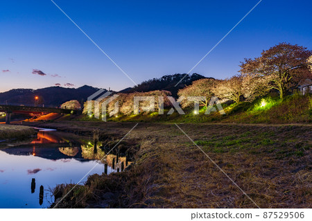 (Shizuoka Prefecture) Minamiizu Town Minami no Sakura Illuminated (Shizuoka Prefecture) Minamiizu Town Minami no Sakura Illuminated 87529506