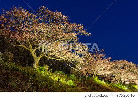 (Shizuoka Prefecture) Minamiizu Town Minami no Sakura Illuminated (Shizuoka Prefecture) Minamiizu Town Minami no Sakura Illuminated 87529510