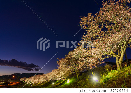 （靜岡縣）南伊豆町南之櫻燈火通明 87529514