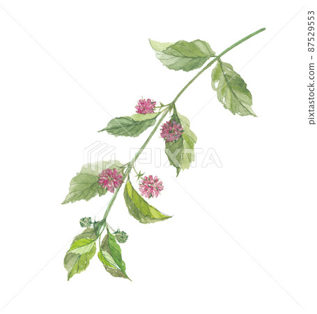 Gambir Gambir 87529553