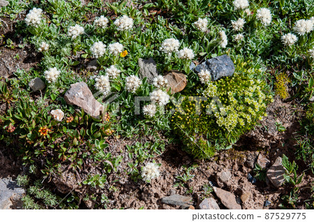 Anaphalis flavescens, the genus Anaphalis margaritaceae, which blooms in the Bayan Kala Shanmai, Qinghai Province, China 87529775