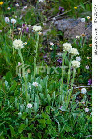 Anaphalis latialata，Anaphalis margaritaceae 屬，在中國四川省黑水縣綿羊山口開花。 87529777
