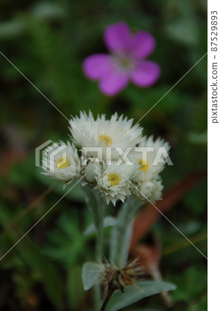 Anaphalis neparensis,Anaphalis margaritaceae 屬,在中國四川省托羅山山口開花。 Anaphalis neparensis,Anaphalis margaritaceae 屬,在中國四川省托羅山山口開花。 87529893