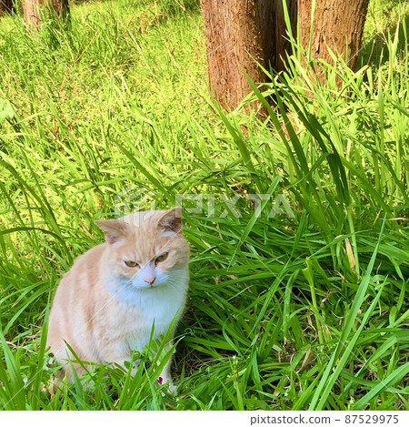 Stray cat in the grass 87529975