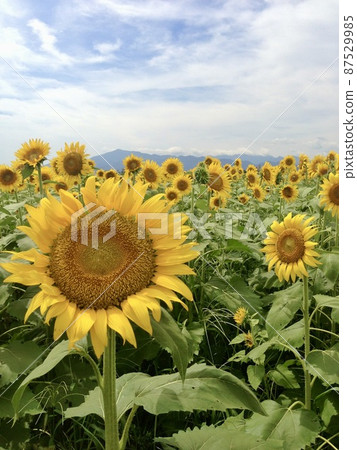 Sunflower field of Zama Sunflower field of Zama 87529985