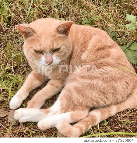A cat chilling out in the park A cat chilling out in the park 87530004