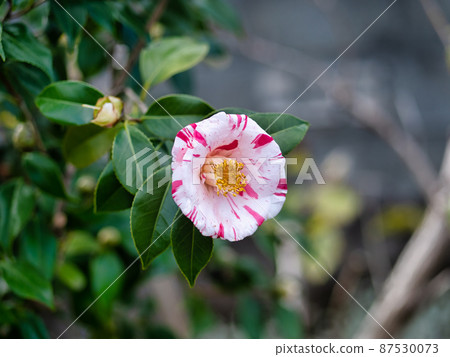 美麗綻放的山茶花 87530073