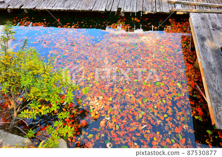 Autumn leaves deciduous wooden path ('Akagiyama Kakumanbuchi) Autumn leaves deciduous wooden path ('Akagiyama Kakumanbuchi) 87530877