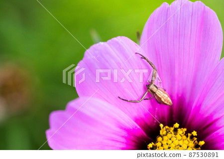Close-up shot of a spider staying in a cosmos petal Close-up shot of a spider staying in a cosmos petal 87530891