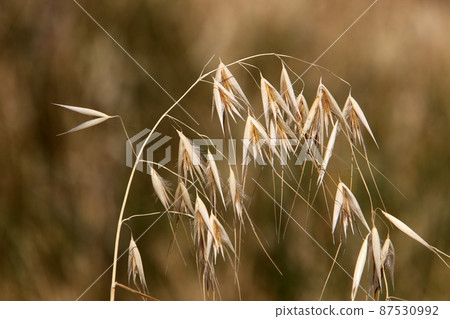 Fluffy and delicate natural spikelets in autumn. Grass and ears of gentle natural background. Fluffy and delicate natural spikelets in autumn. Grass and ears of gentle natural background. 87530992