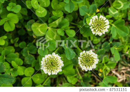 Three-wheeled white clover that grows in vacant lots Three-wheeled white clover that grows in vacant lots 87531151