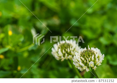 White clover growing on the lawn White clover growing on the lawn 87531152