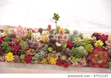 多肉植物種植可愛的多肉植物 87531187