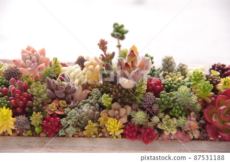 多肉植物種植可愛的多肉植物 87531188