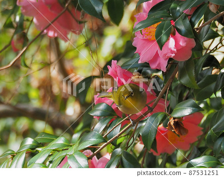 A white-eye that is perching on a tree branch and staring at something while the camellia flowers are in bloom. 87531251