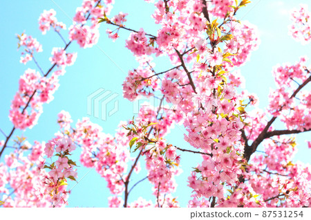 Sakura flower Sakura flower 87531254