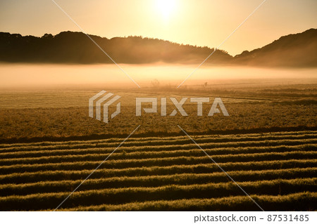 綾霧早晨 綾霧早晨 87531485
