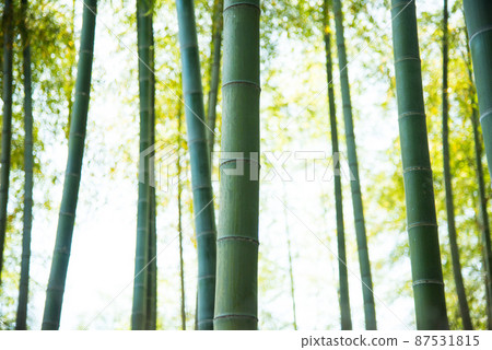 《Muko City, Kyoto Prefecture》 Fresh green bamboo grove Bamboo diameter / 87531815