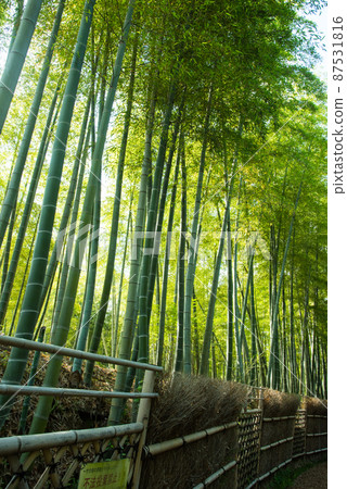 《Muko City, Kyoto Prefecture》 Fresh green bamboo grove Bamboo diameter / 《Muko City, Kyoto Prefecture》 Fresh green bamboo grove Bamboo diameter / 87531816