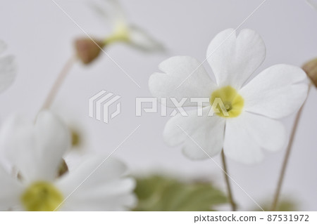 Primula Sinensis 87531972