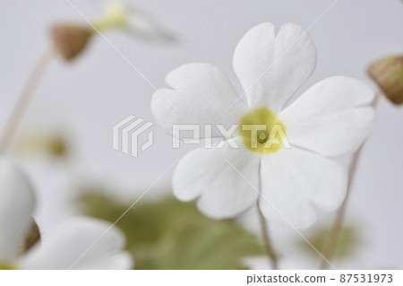 Primula Sinensis 87531973