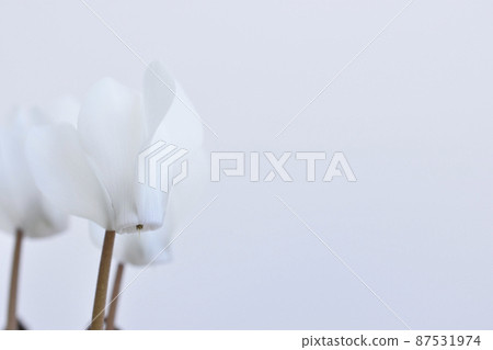 花園仙客來 87531974