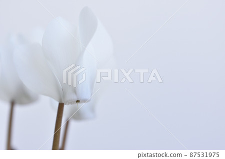 花園仙客來 87531975