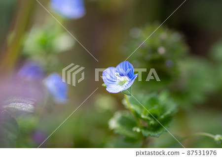 Spring wildflower Persian speedwell 87531976