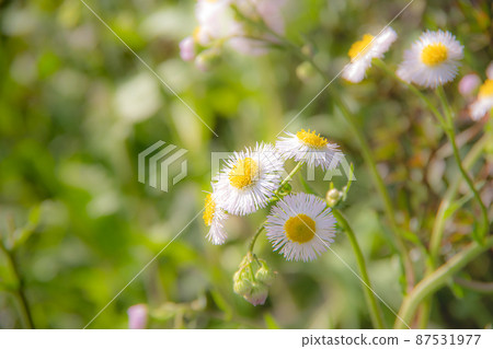 Spring wildflower Halzion Spring wildflower Halzion 87531977