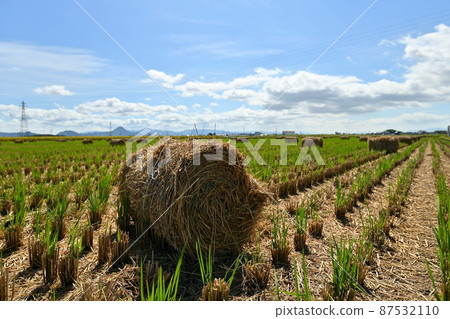 Rice straw roll 87532110