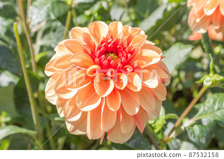 大麗花【品種:波西米亞橙】 大麗花【品種:波西米亞橙】 87532158