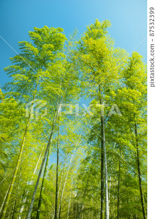 《京都府武子市》鮮綠竹林竹徑/ 87532399