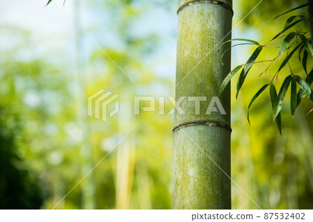 《Muko City, Kyoto Prefecture》 Fresh green bamboo grove Bamboo diameter / 《Muko City, Kyoto Prefecture》 Fresh green bamboo grove Bamboo diameter / 87532402