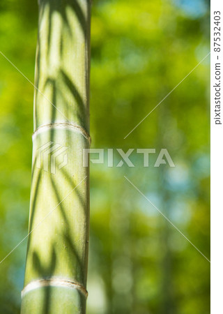 《Muko City, Kyoto Prefecture》 Fresh green bamboo grove Bamboo diameter / 87532403