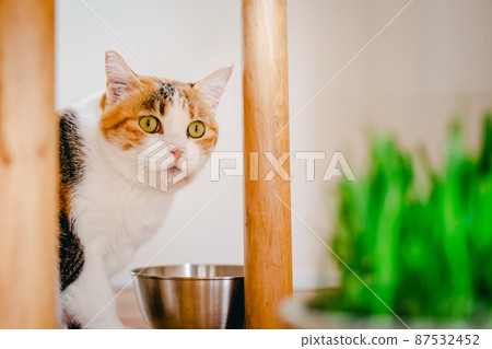 Fashionable interior and cute cat Fashionable interior and cute cat 87532452