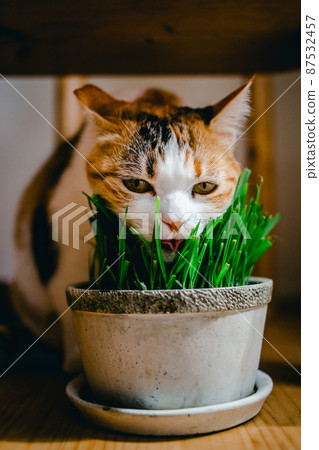 Fashionable interior and cute cat Fashionable interior and cute cat 87532457