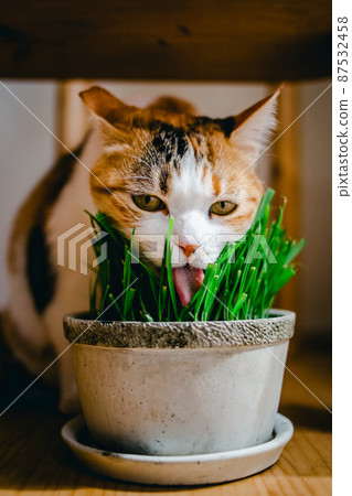 Fashionable interior and cute cat Fashionable interior and cute cat 87532458