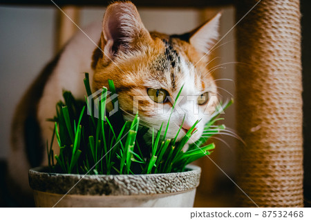 Fashionable interior and cute cat 87532468