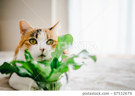 Fashionable interior and cute cat Fashionable interior and cute cat 87532679