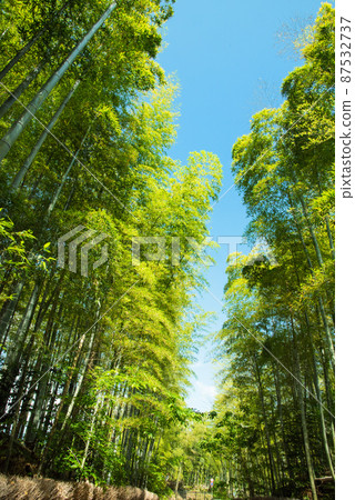 《京都府武子市》鮮綠竹林竹徑/ 《京都府武子市》鮮綠竹林竹徑/ 87532737