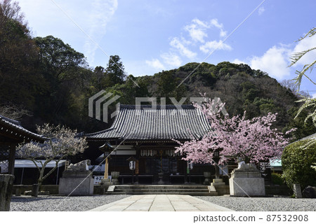 Kokuzo Horinji Main Hall Sakura and Shiraume 87532908