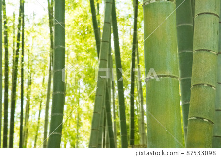 《Muko City, Kyoto Prefecture》 Fresh green bamboo grove Bamboo diameter / 《Muko City, Kyoto Prefecture》 Fresh green bamboo grove Bamboo diameter / 87533098