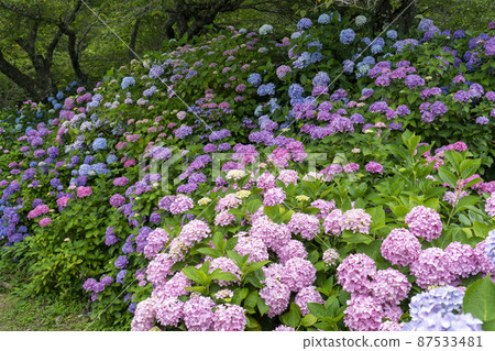 Hydrangea at Ajisaidera, Fukuchiyama 87533481