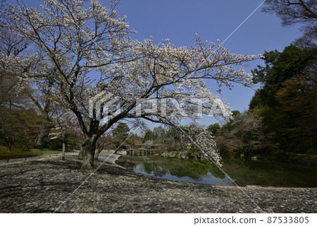 京都 堀東皇宮 櫻花之馬場 京都 堀東皇宮 櫻花之馬場 87533805