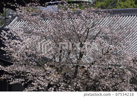 京都皇宮靖國神社廣場櫻井櫻花 京都皇宮靖國神社廣場櫻井櫻花 87534218